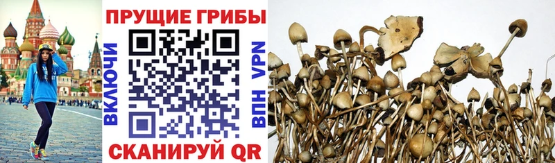 МЕГА ссылки  Ржев  Псилоцибиновые грибы GOLDEN TEACHER 